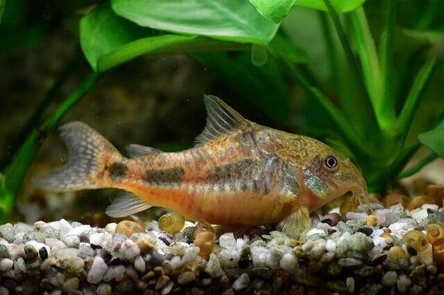 How Many Cory Catfish Should Be Kept Together?