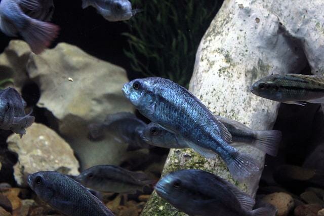 Can Cichlids Change Gender: Reasons, Processes, and Benefits