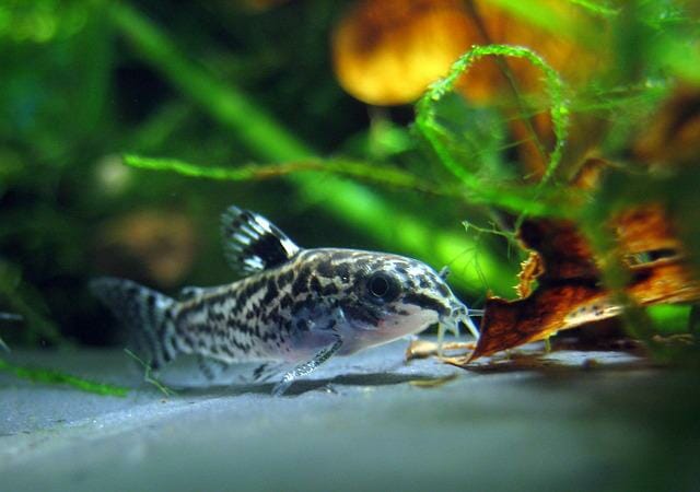 Do Cory Catfish Eat Algae: Which Fish Are Most Effective Algae Eaters?