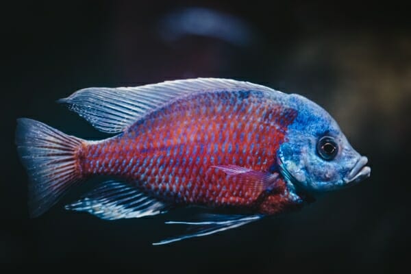 How to Breed Convict Cichlid: Best Practices for Spawning!