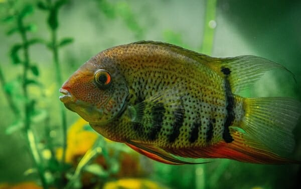 Can Convict Cichlids Live With African Cichlids?