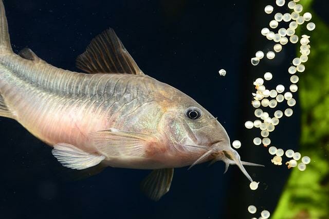 Can Cory Catfish Live With Shrimp: Factors to Consider and How to Resolve