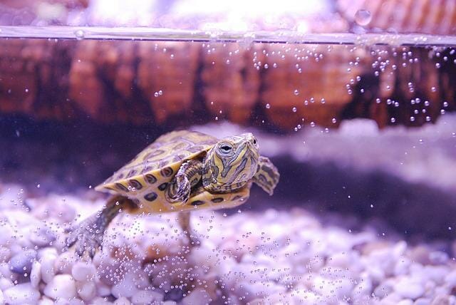 Aquarium Ideas for Turtles: 15 Amazing Choices You Should Try!