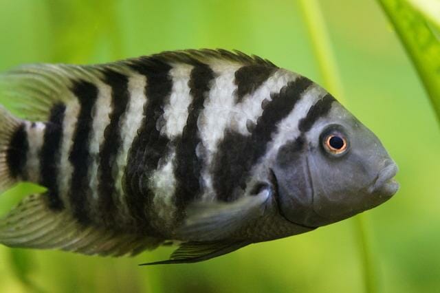 How Do Convict Cichlids Mate: Tips to Successful Mating