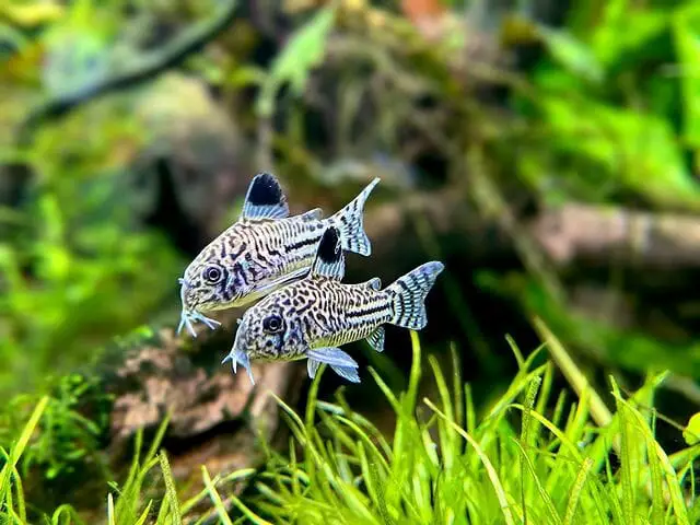 Are Cory Catfish Hardy: How to Take Care of Corydoras