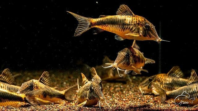 Rare Cory Catfish: 9 Types You Should Get!