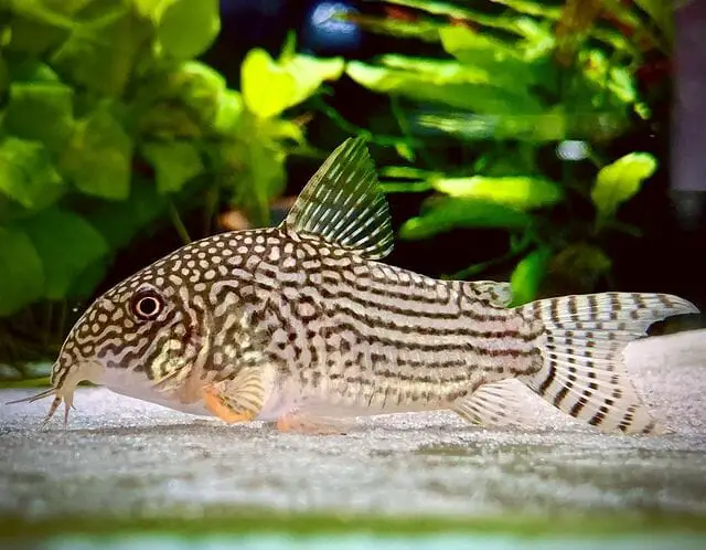 Are Cory Catfish Aggressive: How to Avoid Aggression