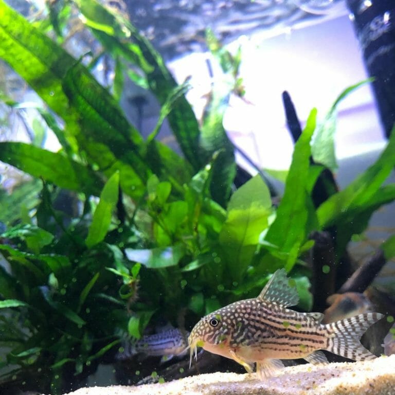 What Temperature Do Cory Catfish Like: How to Set the Perfect Temperature?