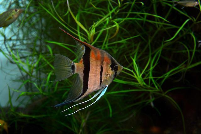 How Many Angelfish in a 55-Gallon Tank: Choosing the Best Aquarium - HomeTanks