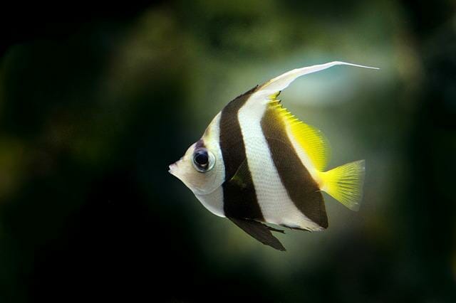 Can Angelfish and Discus Live Together: Requirements and Things to Consider