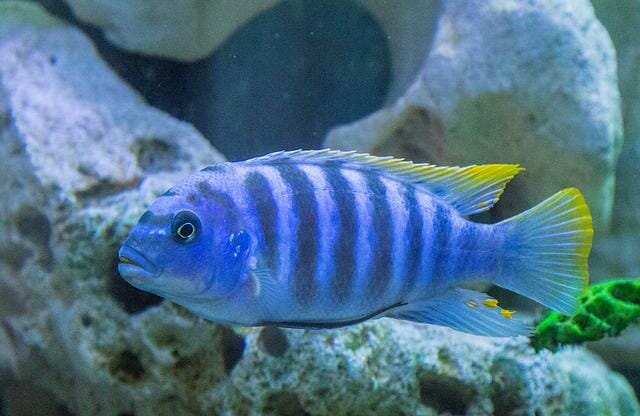 What Fish Are Compatible With Convict Cichlids: The Best Tankmates