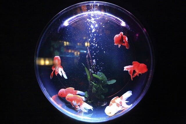 Small Aquarium Ideas: 9 Top Choices to Consider!