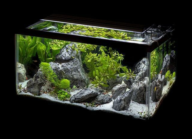 Aquarium Setup Ideas: The Most Popular Tank Setup