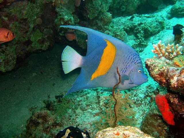 Do Angelfish Fins Grow Back: The Fascinating Mystery Behind Angelfish Fins