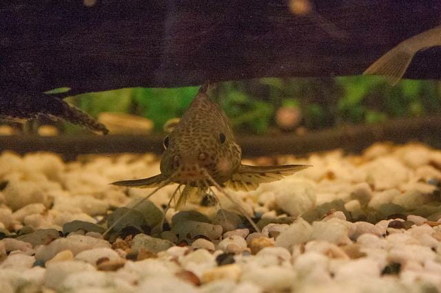 Where Do Cory Catfish Come From: The Ultimate Guide to Knowing Corydoras