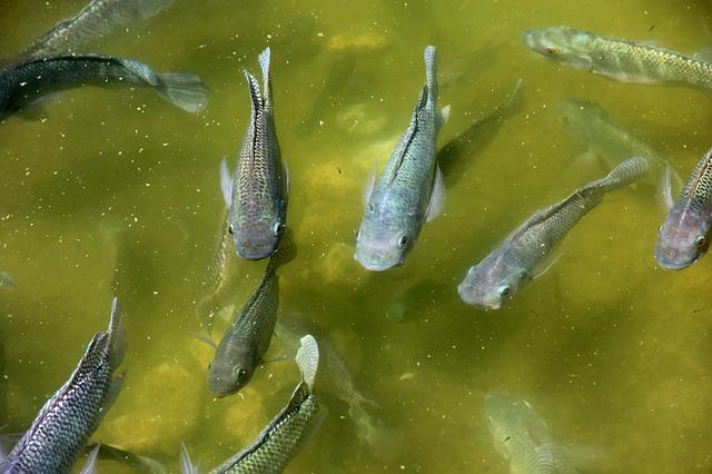 How Big Do Convict Cichlids Grow: Tips for Faster Growth
