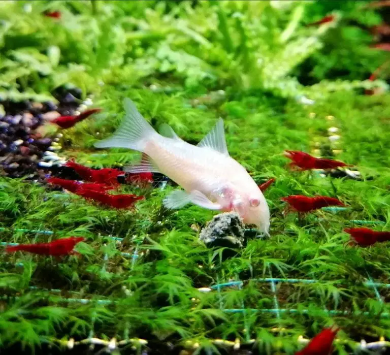 Do Cory Catfish Need a Heater: Can They Survive Without It?