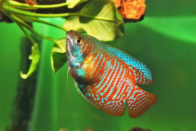 What Do Dwarf Gourami Eat: Ideal Diet and Feeding Practices