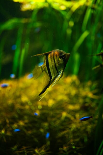 Do Angelfish Have Teeth: Are Their Bites Dangerous?