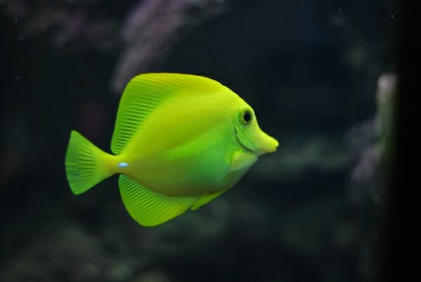 How Big Are Angelfish: Size Differences and Tips for Faster Growth