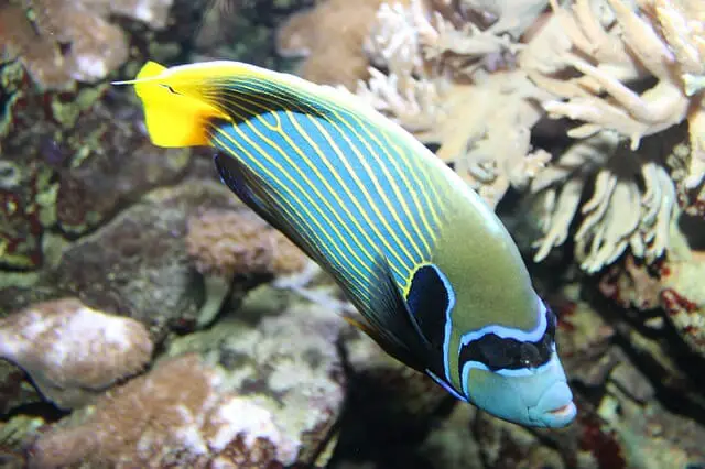 Can Angelfish and Guppies Live Together: Do’s and Don’ts to Consider