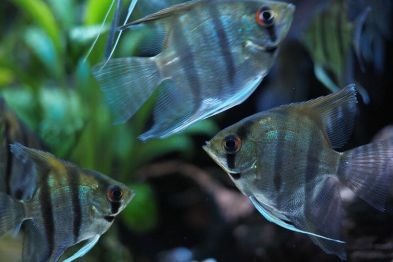 Can Angelfish Live With Bettas: Things You Should Do to Make It Work