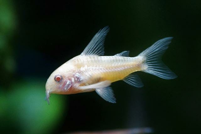 Smallest Cory Catfish: Overview and Care Guide for Pygmy Cory