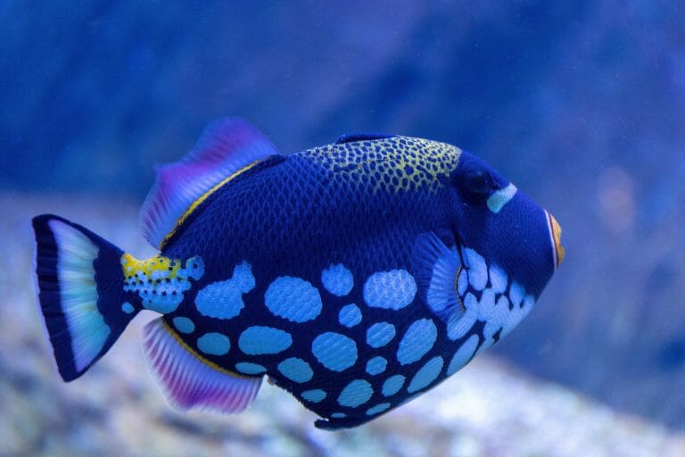 Where Do Angelfish Live: Species Overview and Aquarium Care
