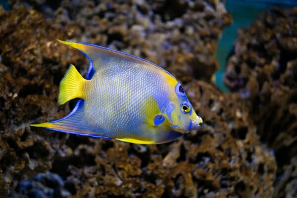 Do Angelfish Change Color: Common Causes and Tips for Healthy Living
