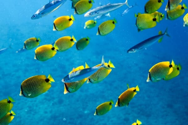 Can Angelfish Live Alone: What to Expect and How to Make It Work