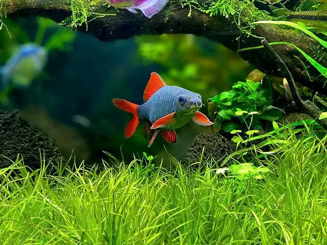 Why Is My Rainbow Shark Swimming Upside Down: Causes, Treatment, and Prevention