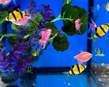 Are Tiger Barbs Livebearers: The Journey of Tiger Barbs to Giving Birth