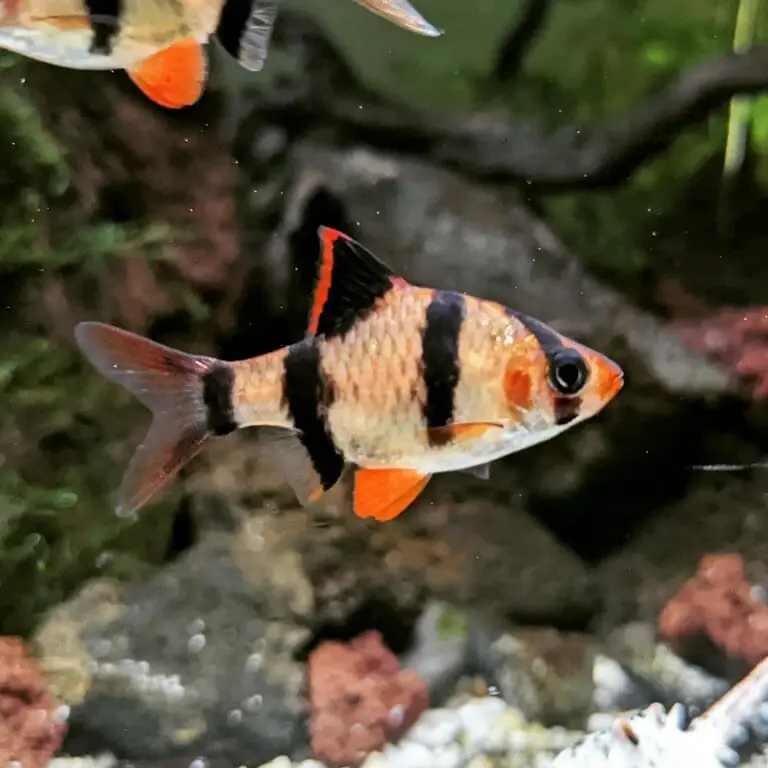 Tiger Barb Male or Female: Differences and Breeding Guide