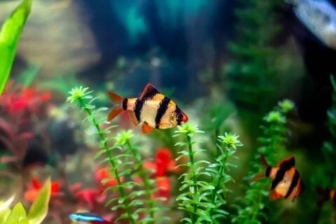 Why Do My Tiger Barbs Keep Dying: Causes of Death and Preventive Tips