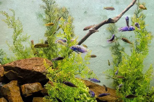 Do Aquarium Fish Sleep: The Ultimate Guide to Their Sleeping Habits