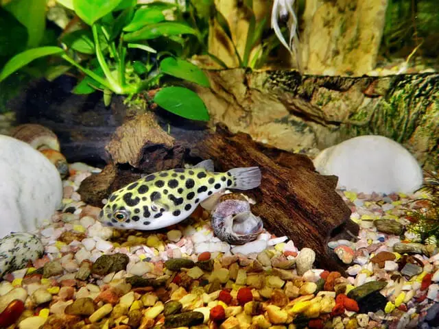 Dwarf Puffer vs. Pea Puffer: Are They Just the Same?