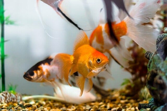 Are Fantail Goldfish Aggressive: Common Reasons and Solutions