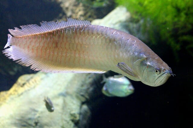 Most Aggressive Aquarium Fish: Names and Recommended Aquarium Setup