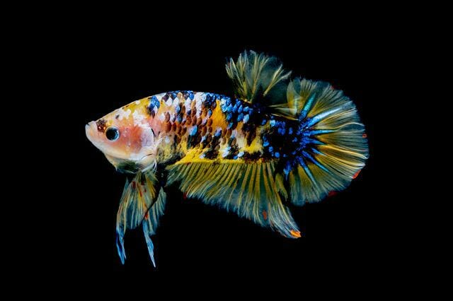 Most Beautiful Aquarium Fish Freshwater: Amazing Options to Choose From