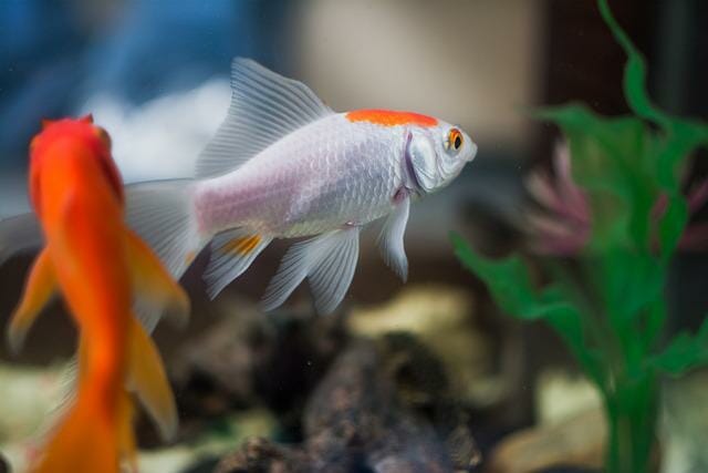 How to Breed Fantail Goldfish: Steps, Proper Conditions, and Tips
