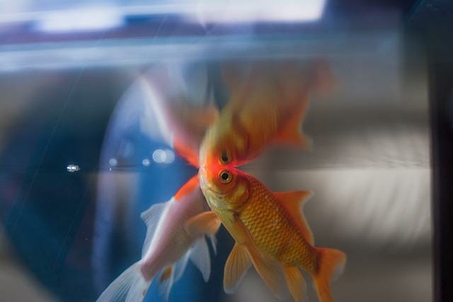 How Fast Do Fantail Goldfish Grow: Tips for Faster Growth