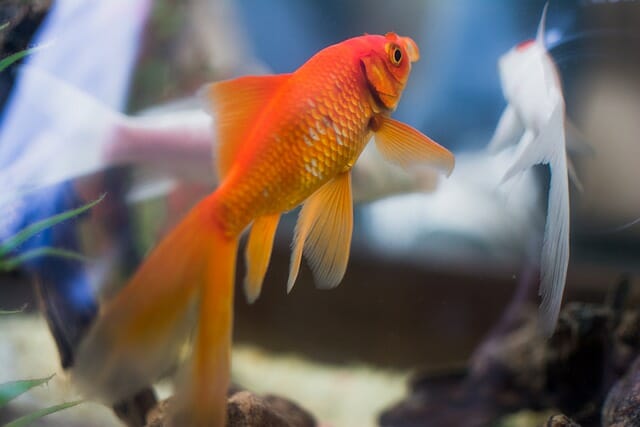 How Do Fantail Goldfish Mate: Process and Signs to Look Out for