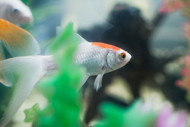 What to Feed Fantail Goldfish: Best Food Choices and Feeding Guide