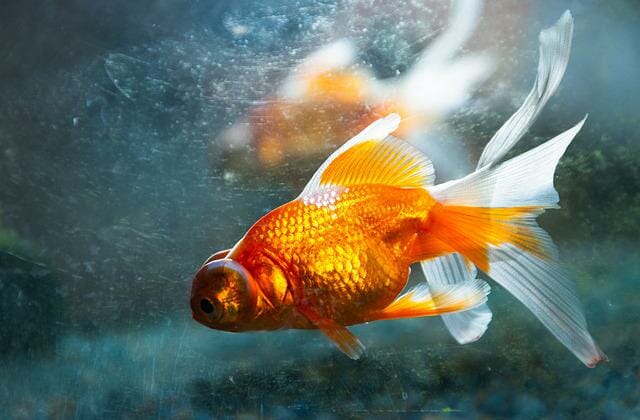 Fantail Goldfish Lifespan: Tips for Healthier and Longer Life