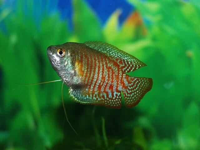 Do Dwarf Gouramis Eat Plants: The Best Food Recommendations for Them