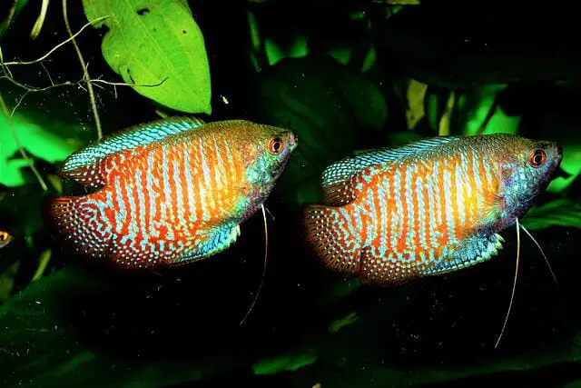 Do Dwarf Gouramis Need to Be in Pairs: What Happens If They’re in Pairs?