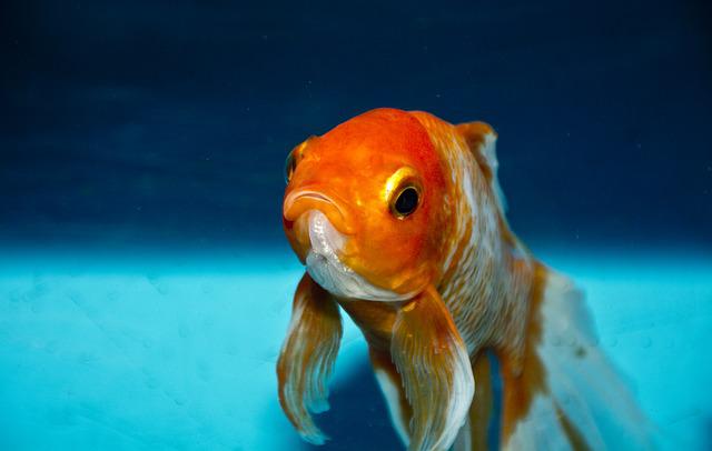 How to Care for Fantail Goldfish: Important Tips You Should Start Doing!