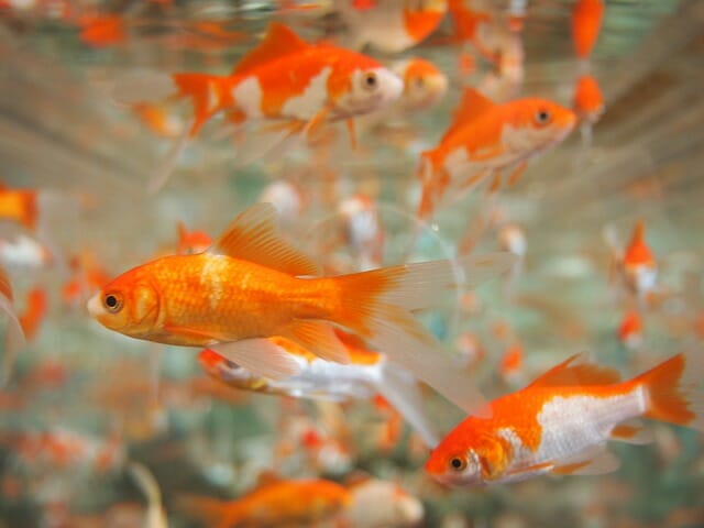 Fantail Goldfish Size: Species Overview and Tank Requirements