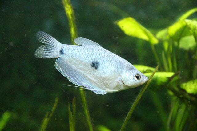 Can Gouramis Live With Bettas: Compatibility and Keeping Them Together