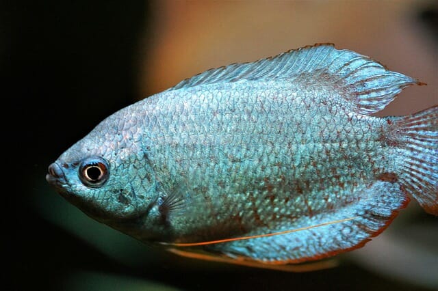 Dwarf Gourami Types: 6 Fascinating Types You Should Check Out!